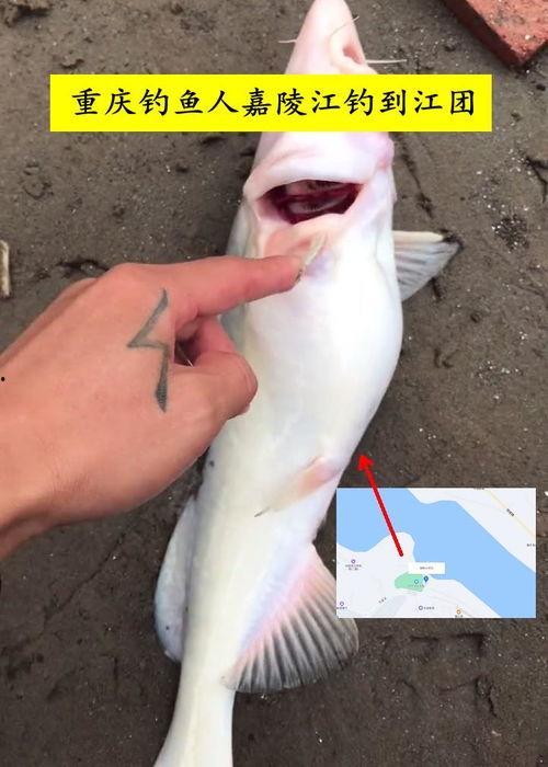 钓鱼人卷毛爆料视频播放,揭秘钓鱼技巧与乐趣  第1张